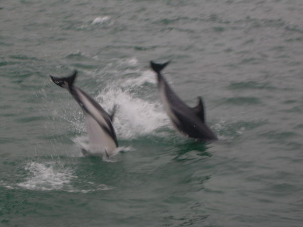Dolphins in Kaikoura