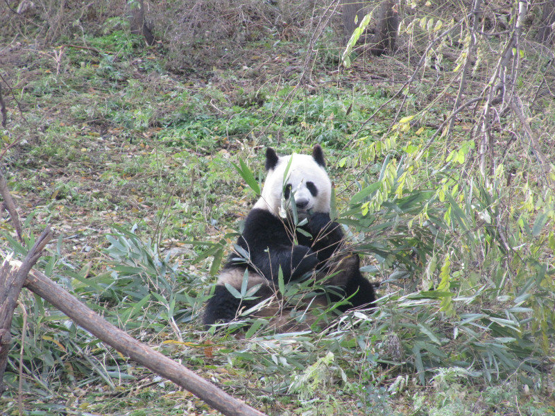 Panda Reserve near Xi'an
