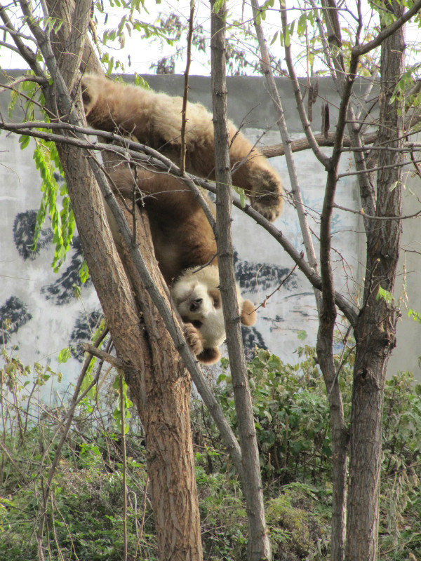 Panda Reserve near Xi'an