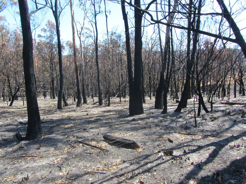 After the Fires in Dunally