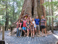 Widest Tree in Tasmania apparently!