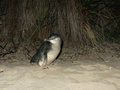 Penguin spotting in Wynyard