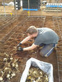 Ian planting in the new glasshouse