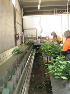 Conveyor belt for bunches of flowers 