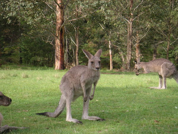 More Roos !!!