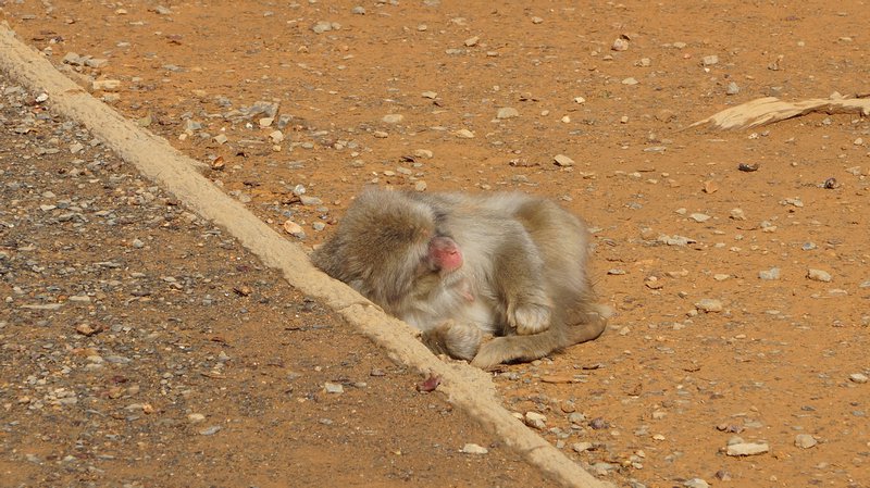 Makaak aap aan het slapen
