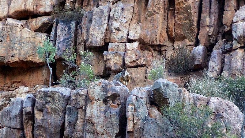 nog een rock-wallaby