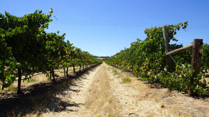 Clare Valley wijngaard