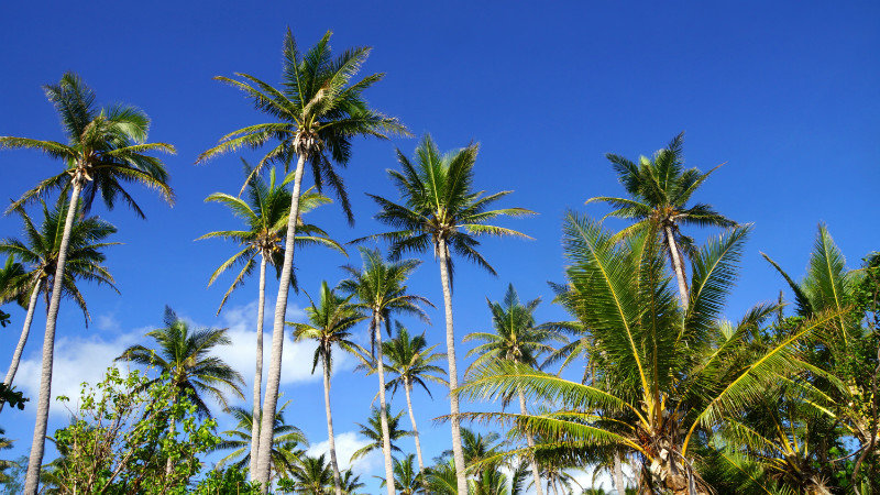 waar denk je aan bij het horen van Fiji ? Niet direct aan palmbomen maar het zal toch in de top 10 staan zeker :)