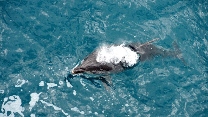 meer dolfijn gezien hier dan in Bali