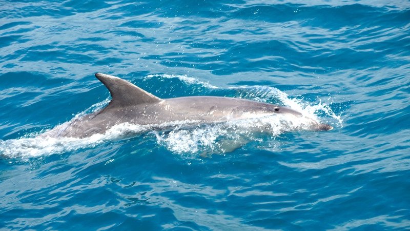 nog meer dolfijn