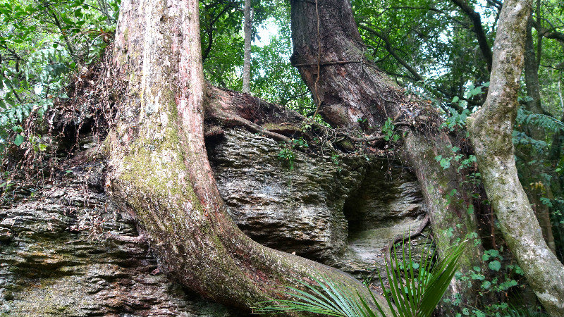 ratabomen in het Grove Scenic Reserve