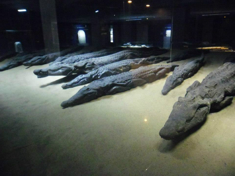 Croc Museum