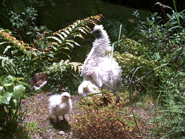 Rainbow Springs