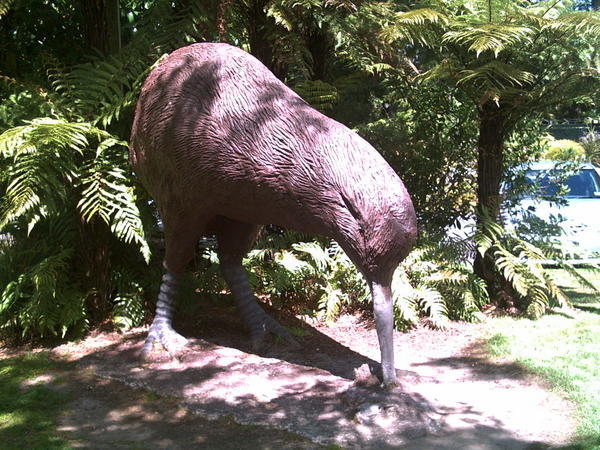 Kiwi Encounter