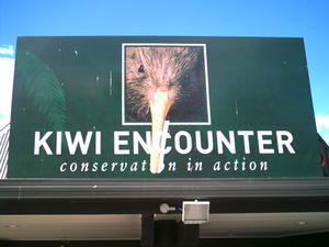 Kiwi Encounter