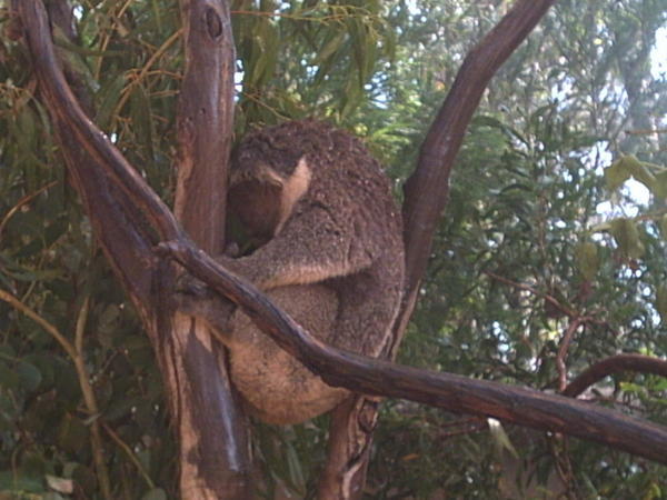 Koala Bear at Melbourne Zoo