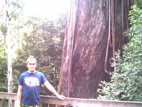Me and Australia's Biggest Tree!