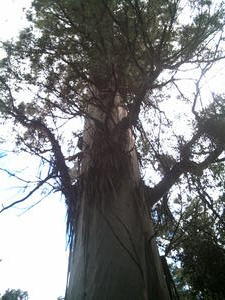 Australia's Biggest Tree