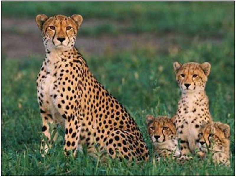 cheetahs1