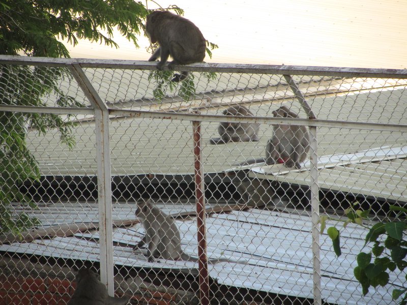 Monkeys outside my room!
