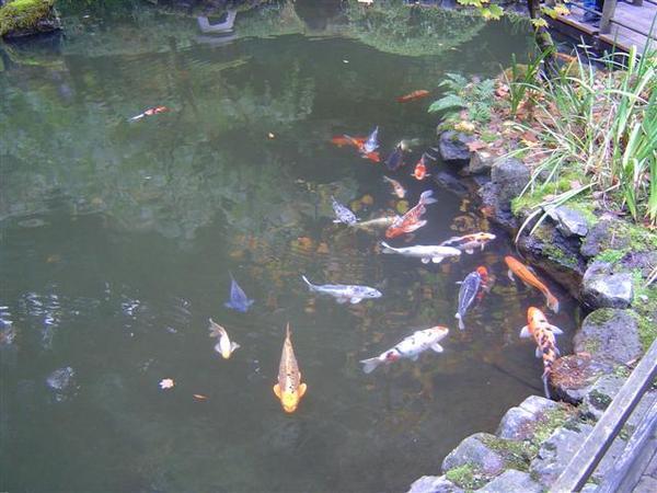 Japanese Garden fish