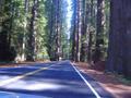 Crusing in the Redwoods