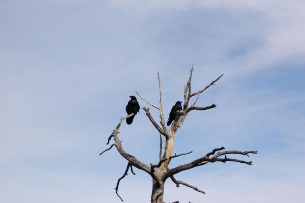 2 crows in a tree