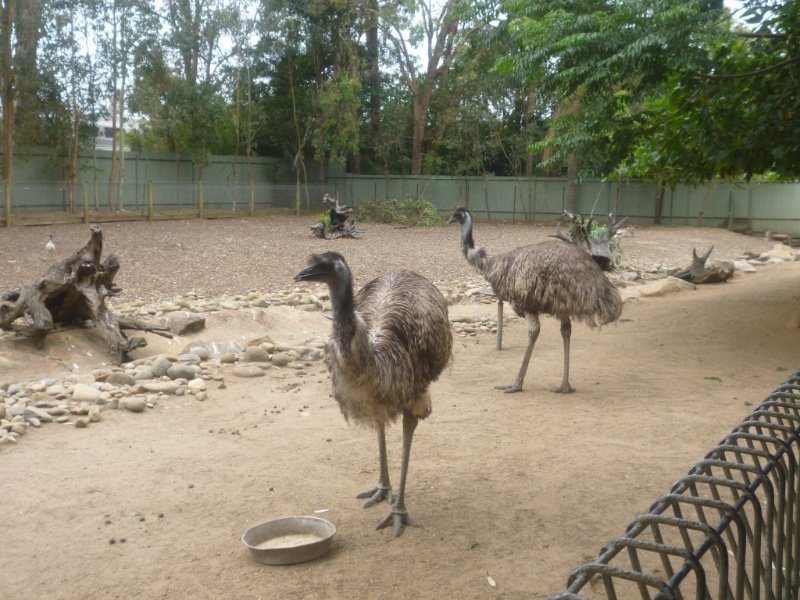 Emu's!!!