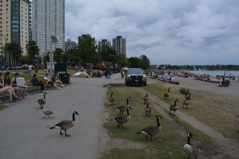 English Bay and Canadian Geese