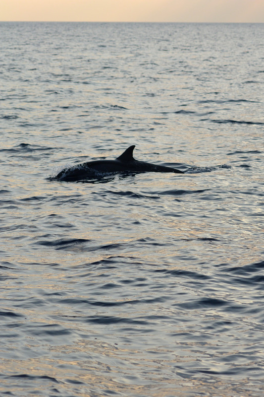 Dolphin at Dusk