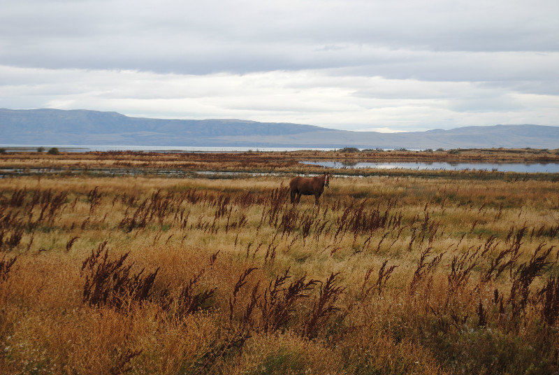 Patagonian vista