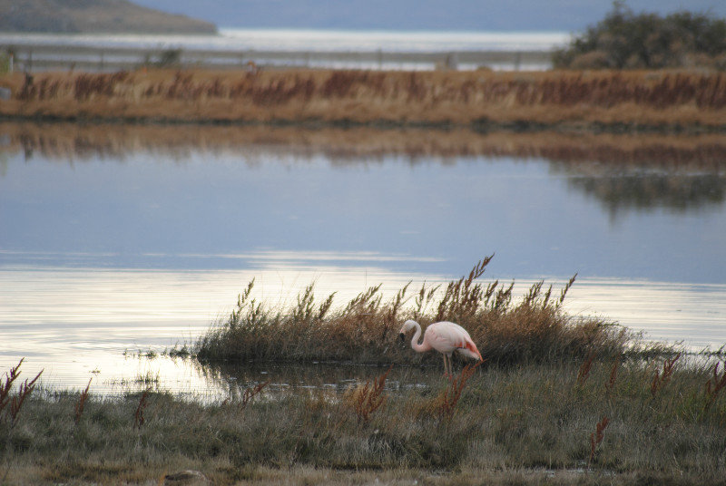 Rare flamingo