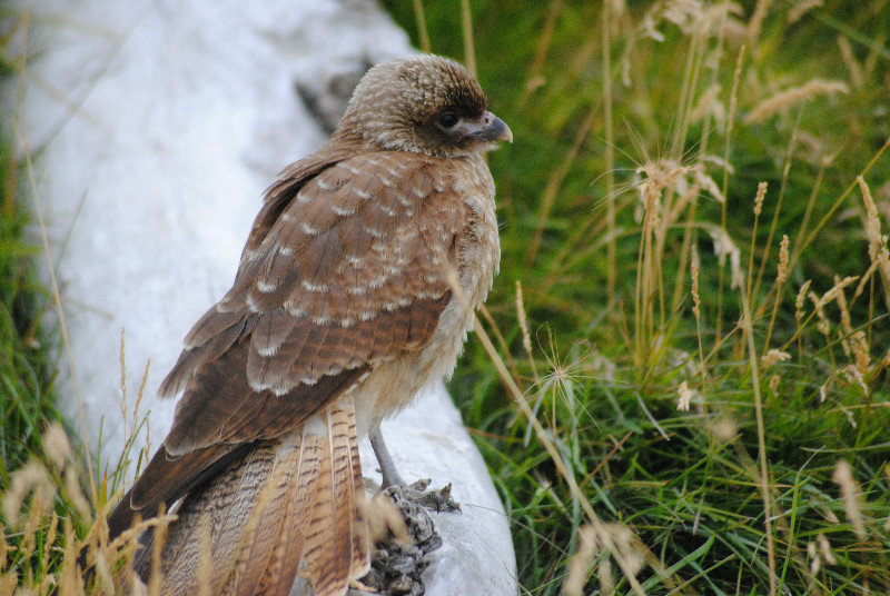 Chimango falcon