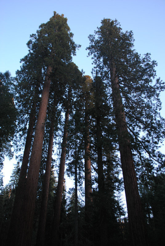 Mighty sequoias