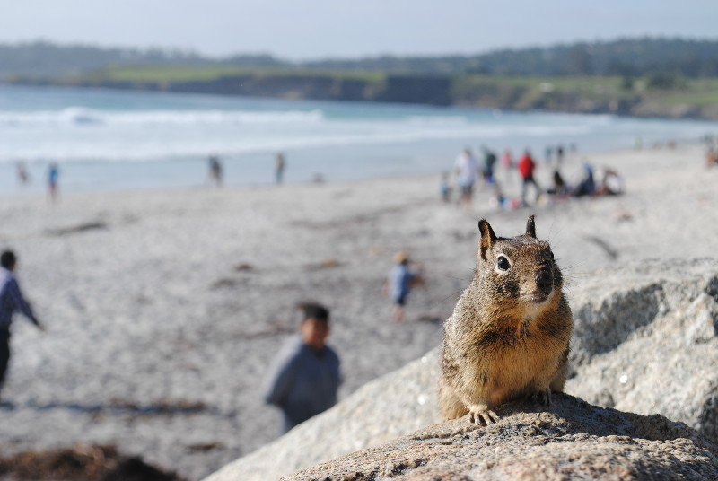 Squirrel in Carmel-by-the-Sea