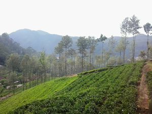 Tea Plantation at Coonoor