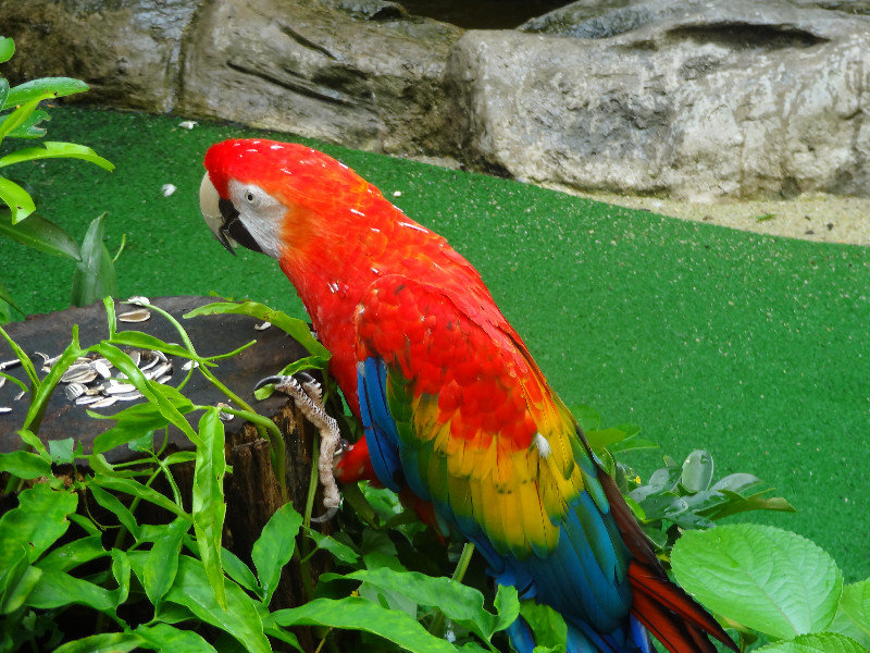 Shashi - the colourful parrot