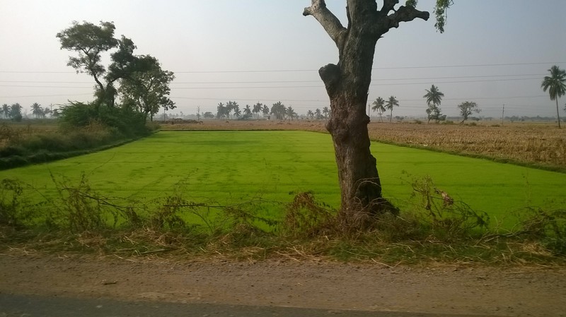 Paddy fields: between Gangavaty & Hampi