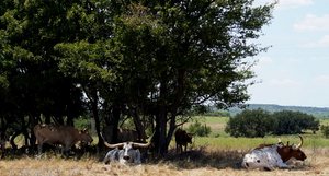 STATE OF TEXAS LONGHORN HERD AT FORT GRIFFIN