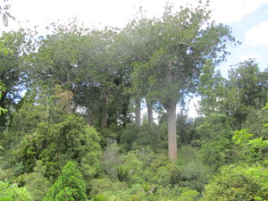 Kauri Bäume