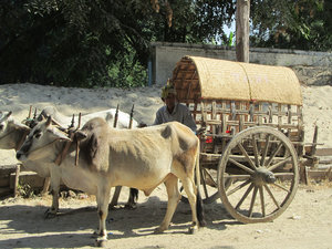 Ochsenkarren in Mingun