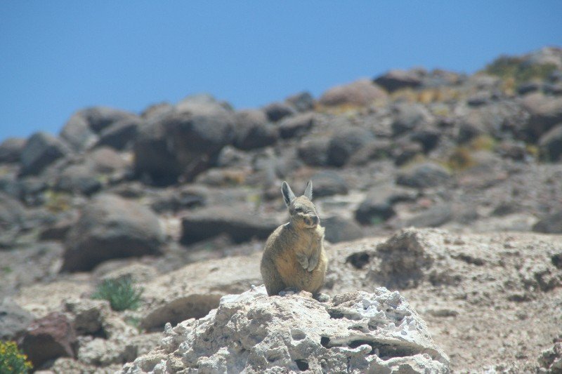 Desert Rabbit