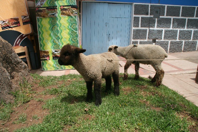 Urubamba market live sheep