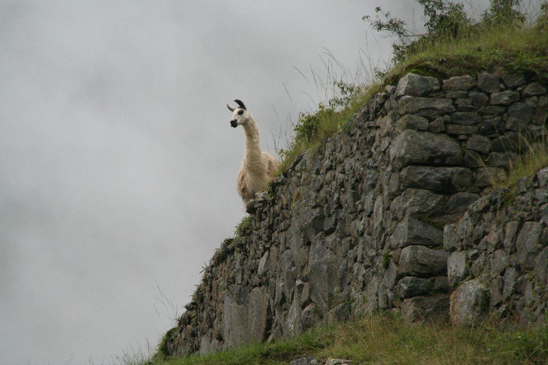 llamas all over this place