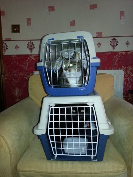 Caged cats