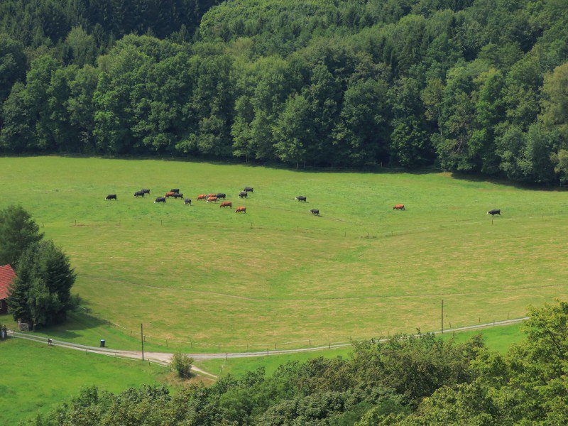 Cows On Green