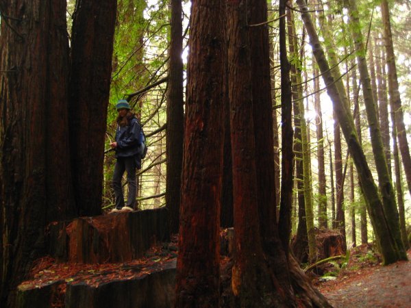Redwood stump climbing