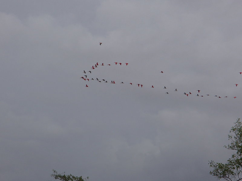 Rode ibissen in vlucht