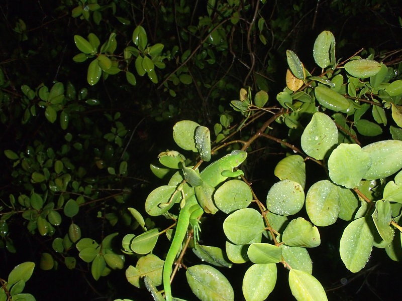 Groene salamander in groene boom